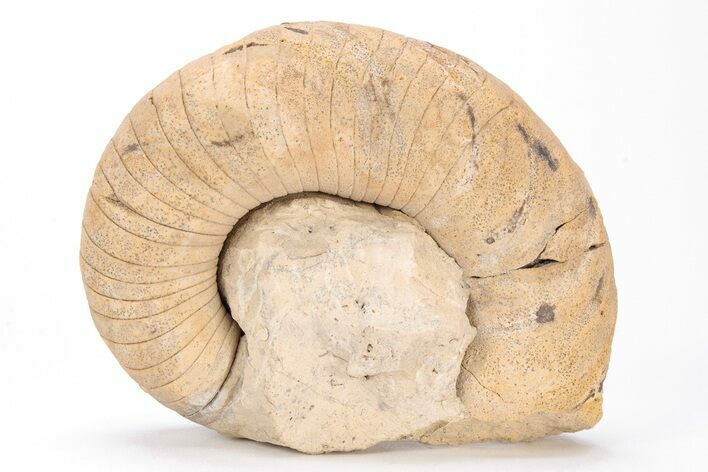 Ordovician Nautiloid (Plectoceras) Fossil - Wisconsin #215198